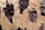 Safari Print